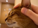 Un chat Abyssin s'endort sur le ventre de son maitre