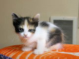 Une fratrie de chatons Bobtail Japonais présentés à la caméra