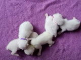 Des chatons Khao Manee essaient de réaliser leurs premiers pas