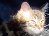 Un chaton Maine Coon transporté dans une voiture