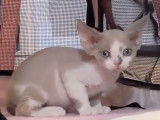 Un chaton Devon Rex et ses 2 premiers mois dans sa nouvelle maison