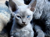 Des chatons Devon Rex qui chahutent