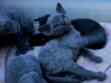 Des chatons Devon Rex essaient de faire leurs premiers pas