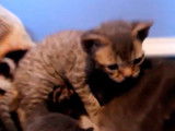 Des Devon Rex essaient de marcher