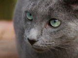 Un chat  Bleu Russe à différents moments de sa vie : balade, neige et jeux