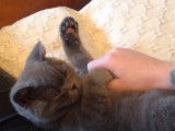 Un chat British Shorthair s'allonge contre son maitre