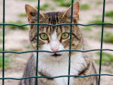 Un chat assis derrière un grillage