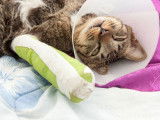 Chat avec une patte fracturée et portant une collerette