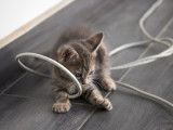 Un chaton joue avec un câble sur le plancher