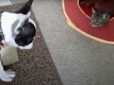 Un chien Frenchton est en compagnie d'un chat