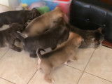 De jeunes Pitskys rencontrent un chat