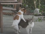 Un chien essaie de s'accoupler avec un chat
