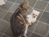 Un chat tente de s'accoupler avec un Chihuahua