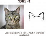 Une capture d'écran de l’application Feline Grimace Scale montrant une analyse de la position des oreilles d’un chat