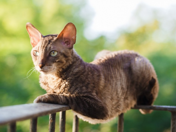 Votre chat est-il à l'abri de ce danger ?