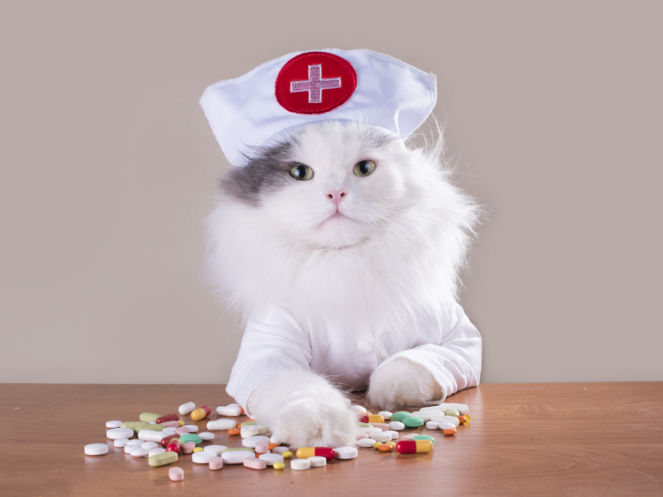 L Intoxication Du Chat Aux Medicaments