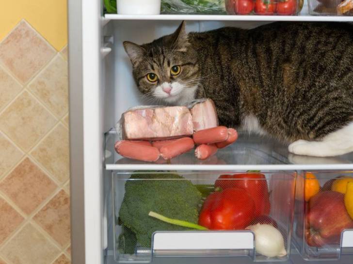 La nourriture des humains non adaptée aux chats