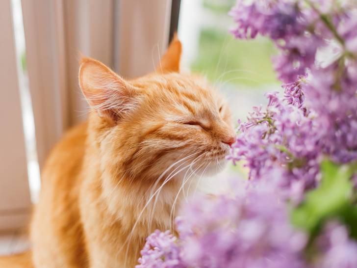 Les risques des plantes toxiques pour le chat