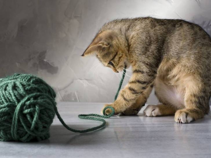 Les dangers des petits objets pour le chat