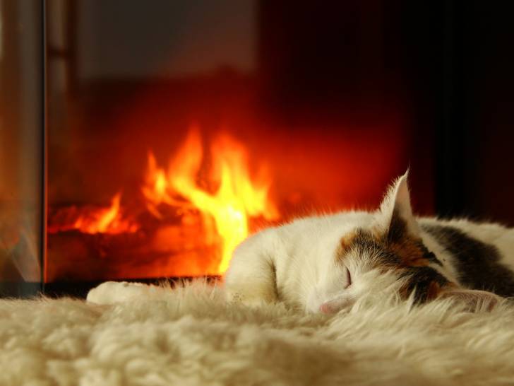 Chat et brûlure : mon chat s'est brûlé, que faire ?