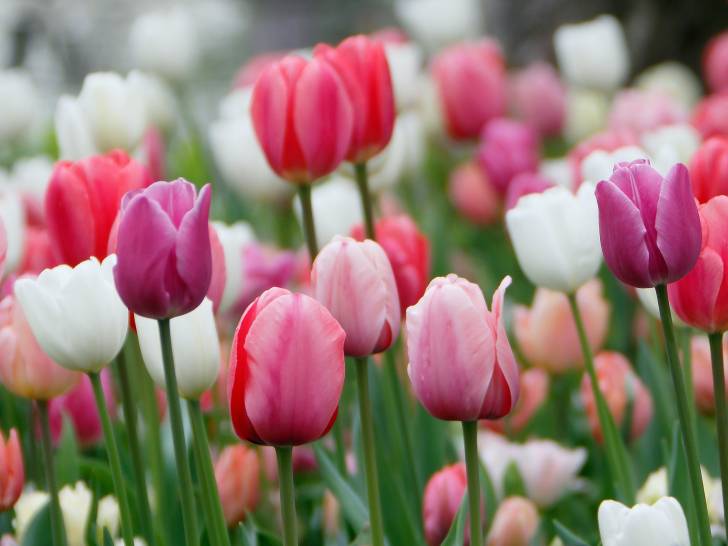 Vue proche de tulipes de toutes les couleurs