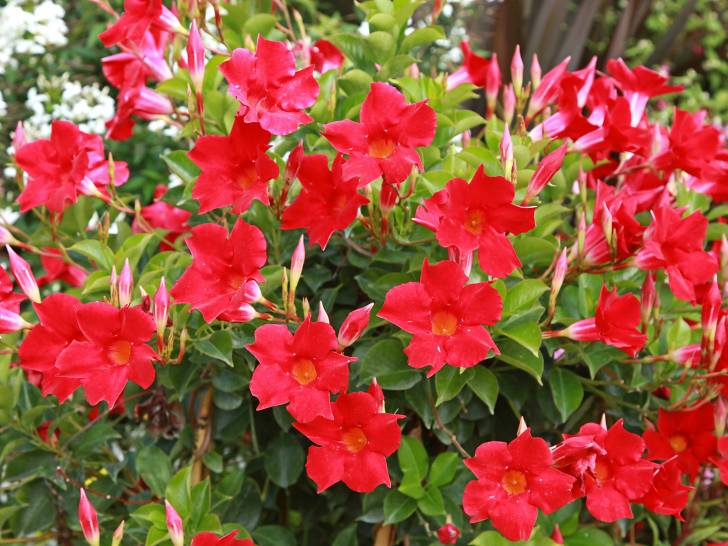 Un dipladénia avec de jolies fleurs rouges
