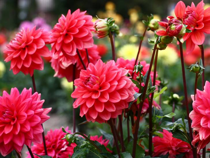 Des fleurs de dahlia rose
