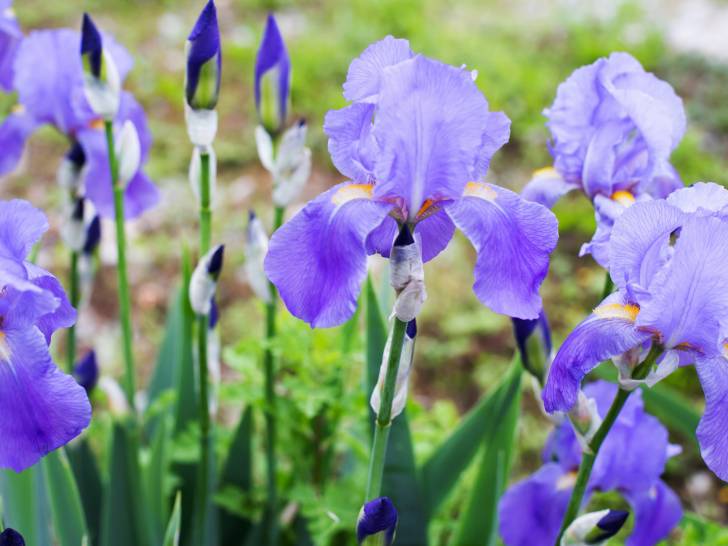 Des iris violets dans un jardin