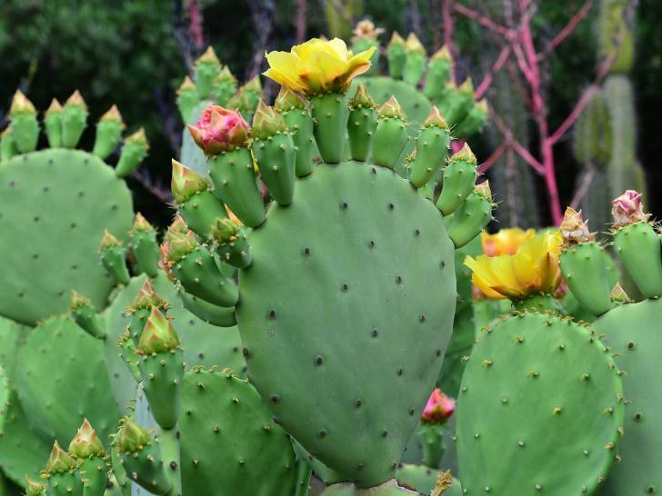 Un cactus aux fleurs roses et jaunes