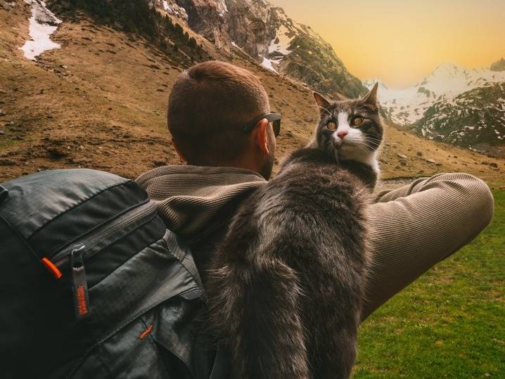 Faire de la randonnée avec un chat : le guide complet