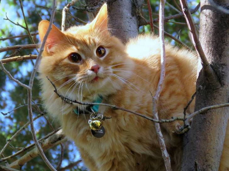 Les risques de chute du chat - Les dangers et sources d'accidents pour un chat à l'extérieur