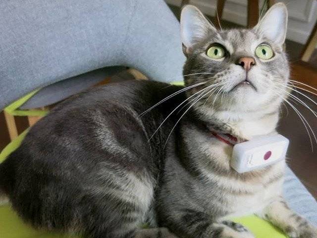 Un collier GPS connecté en cadeau pour quelqu'un qui aime les chats