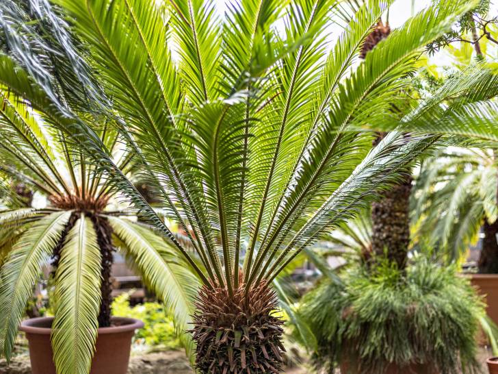 Des petits palmiers dans des pots dans un jardin
