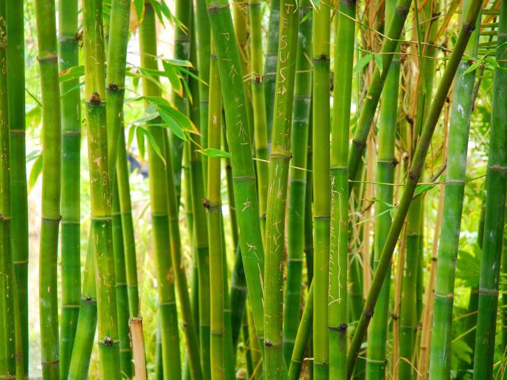 Vue proche de tiges de bambou vertes