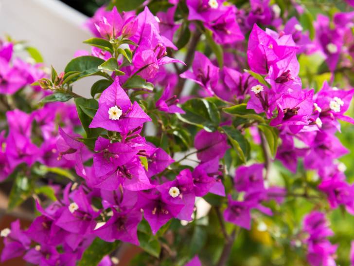 Vue proche de fleurs violettes de bougainvillier