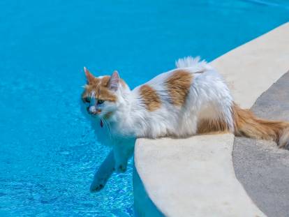 Un chat roux et blanc assis devant une piscine