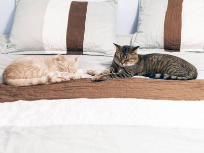 Deux chats bien installés dans un lit