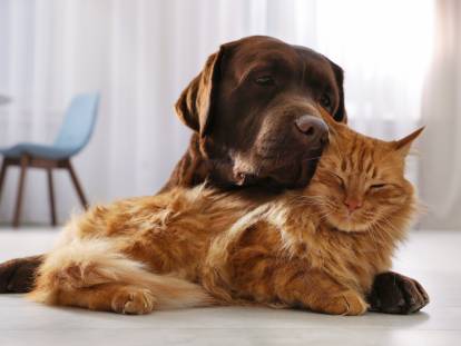 Un chien brun et un chat roux se font un câlin