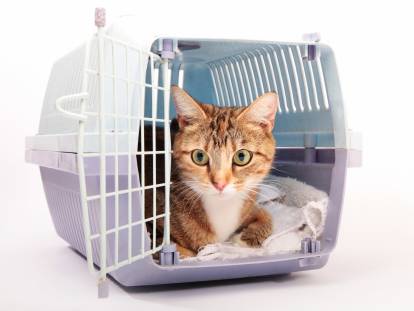 Importation de Chats