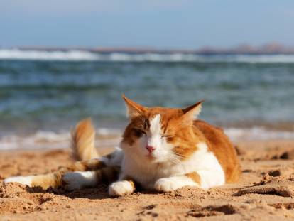 Un chat roux et banc couché sur la plage