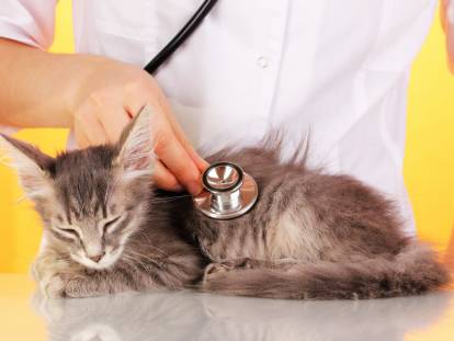 Un vétérinaire surveille la respiration d'un chat