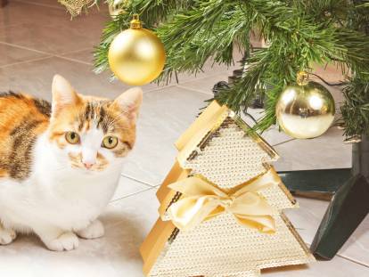 Un chat tricolore au pied d'un sapin de Noël