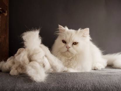 Un chat blanc avec une grande quantité de poils morts