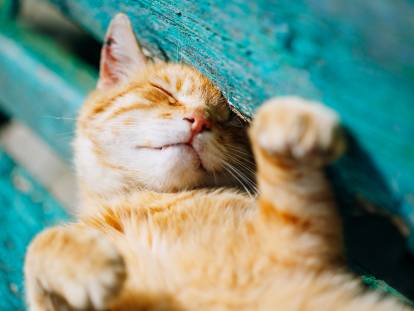 Un chat roux tigré couché sur un banc bleu