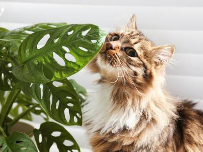 Un chat renifle une plante toxique