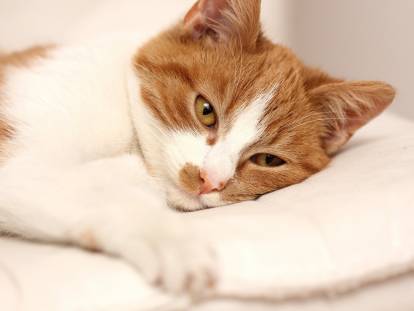 Un chat roux et blanc couché sur un coussin