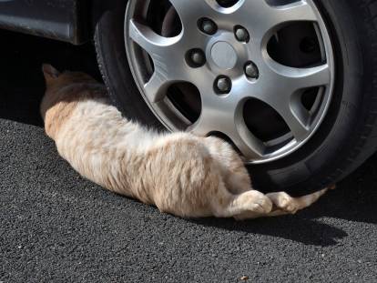 Un chat roux s'est fait renverser par une voiture