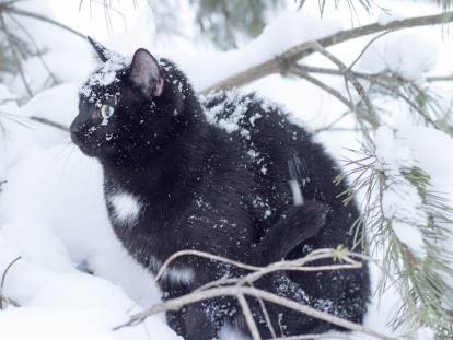 Un chat noir assis dans la neige