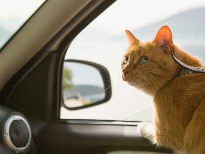 Un chat roux aux yeux verts appuyé sur le rebord de la vitre avant d'une voiture
