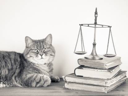Être vivant doué de sensibilité : le statut juridique des chats